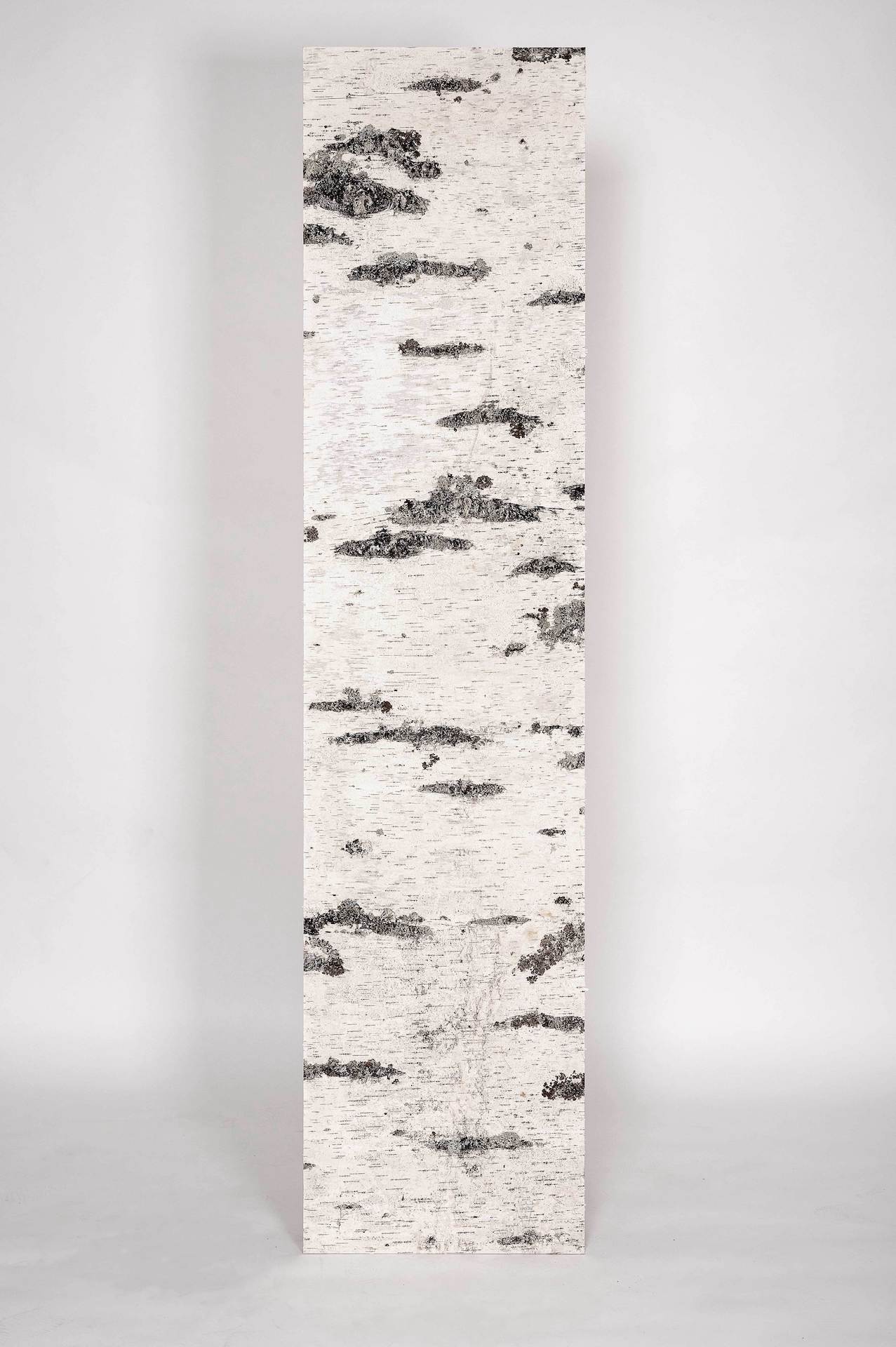 NEVI White Nature birch bark wall surface in an interior setting