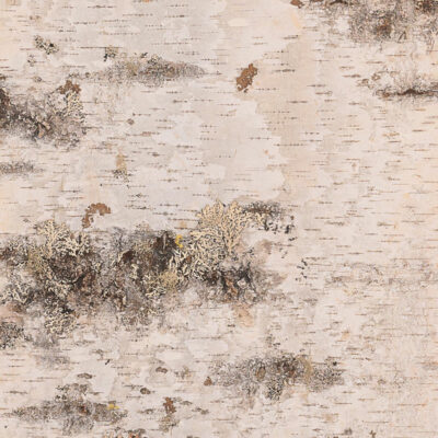 White Nature natural birch bark surface
