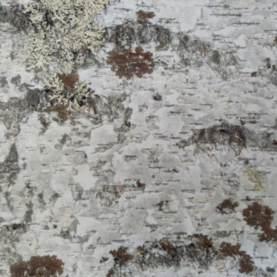 White Nature natural birch bark surface
