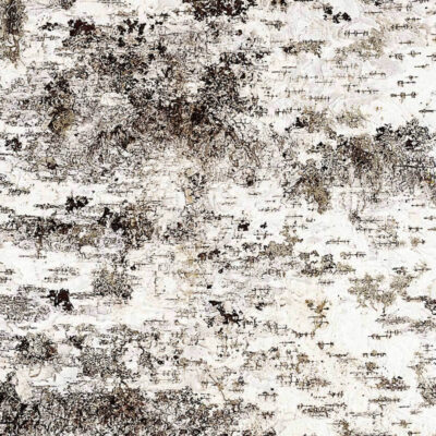White Nature natural birch bark surface