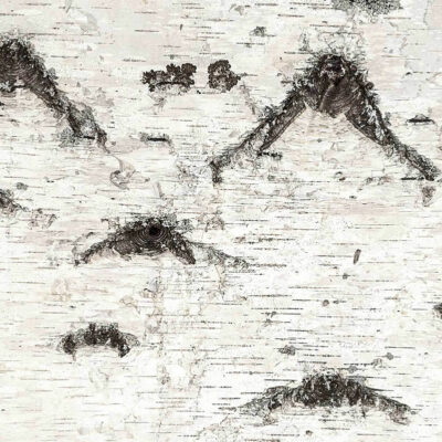 White Nature natural birch bark surface